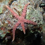 red see star dive_diving star 